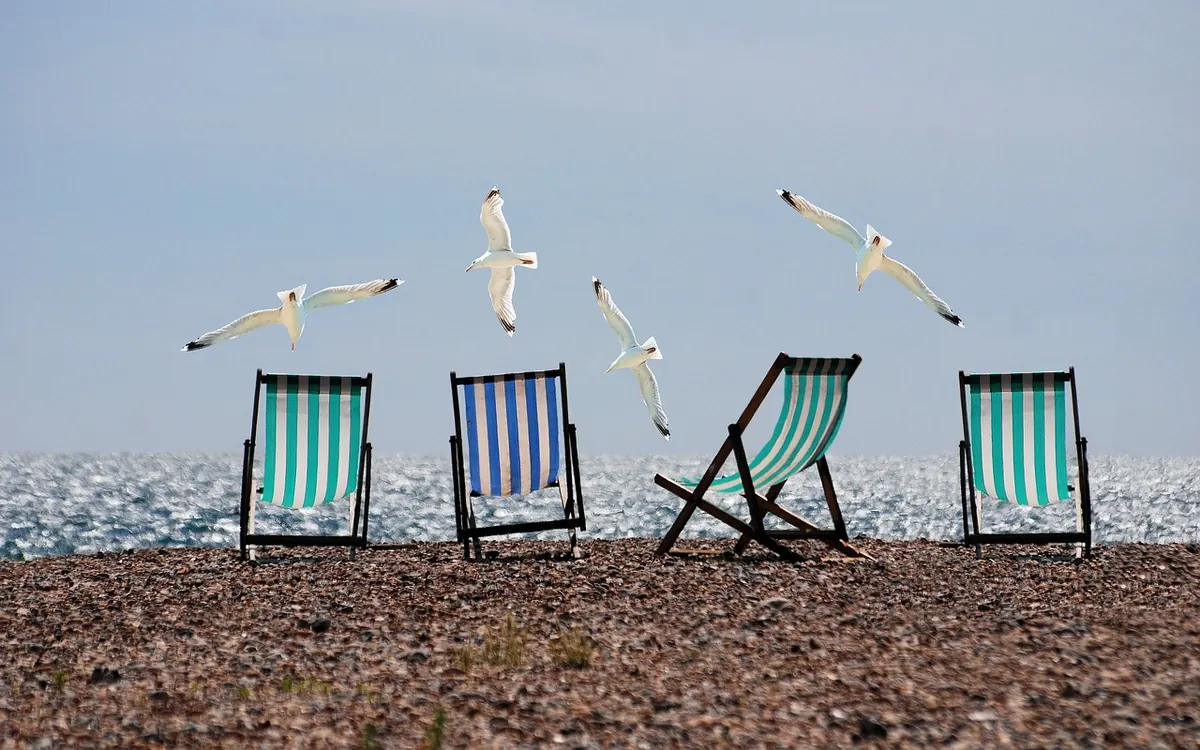 Coastal Plumage: Identifying Seabirds and Shorebirds Around the UK Coast