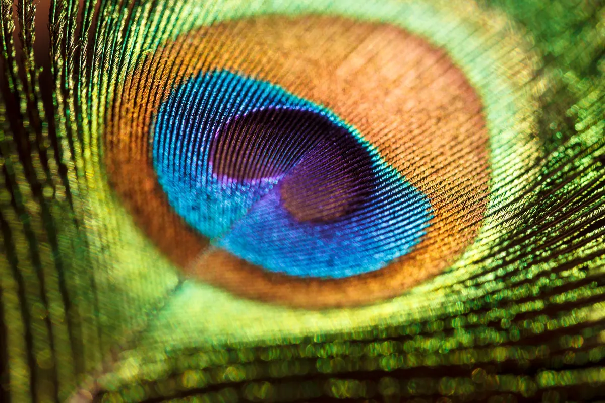 Feather Basics: A Beginner's Guide to Wing, Tail and Body Feathers