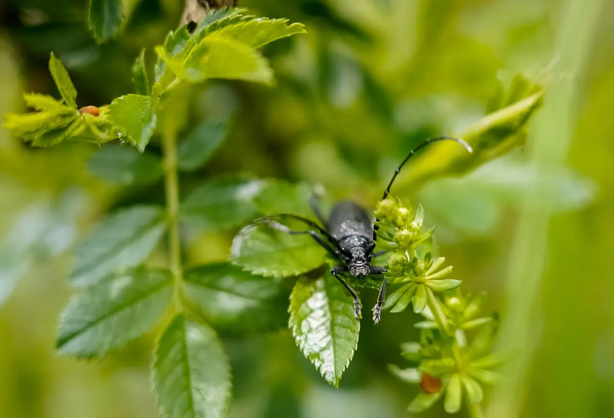 How Habitat Loss Affects Bird Plumage Diversity in the UK