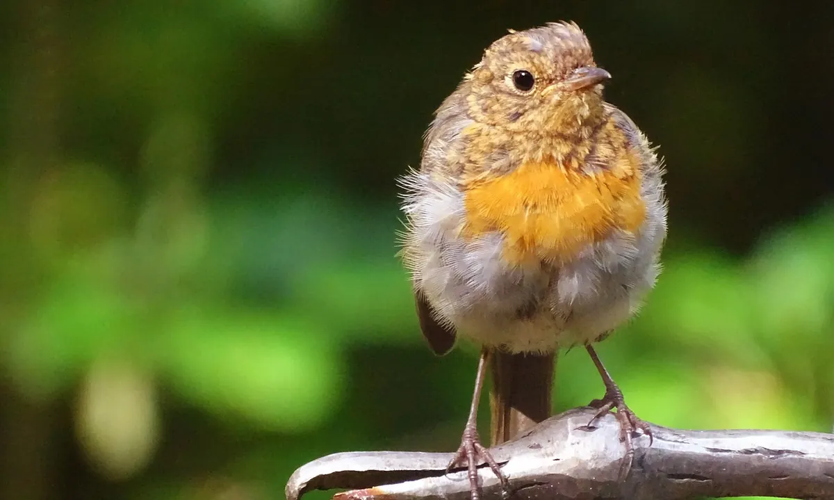 Juvenile vs Adult Plumage: How to Tell Young Birds from Their Parents