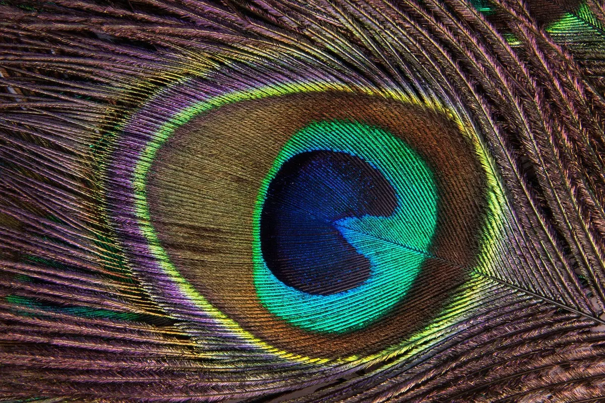 Photographing Iridescent Plumage: A Practical Guide for UK Birders
