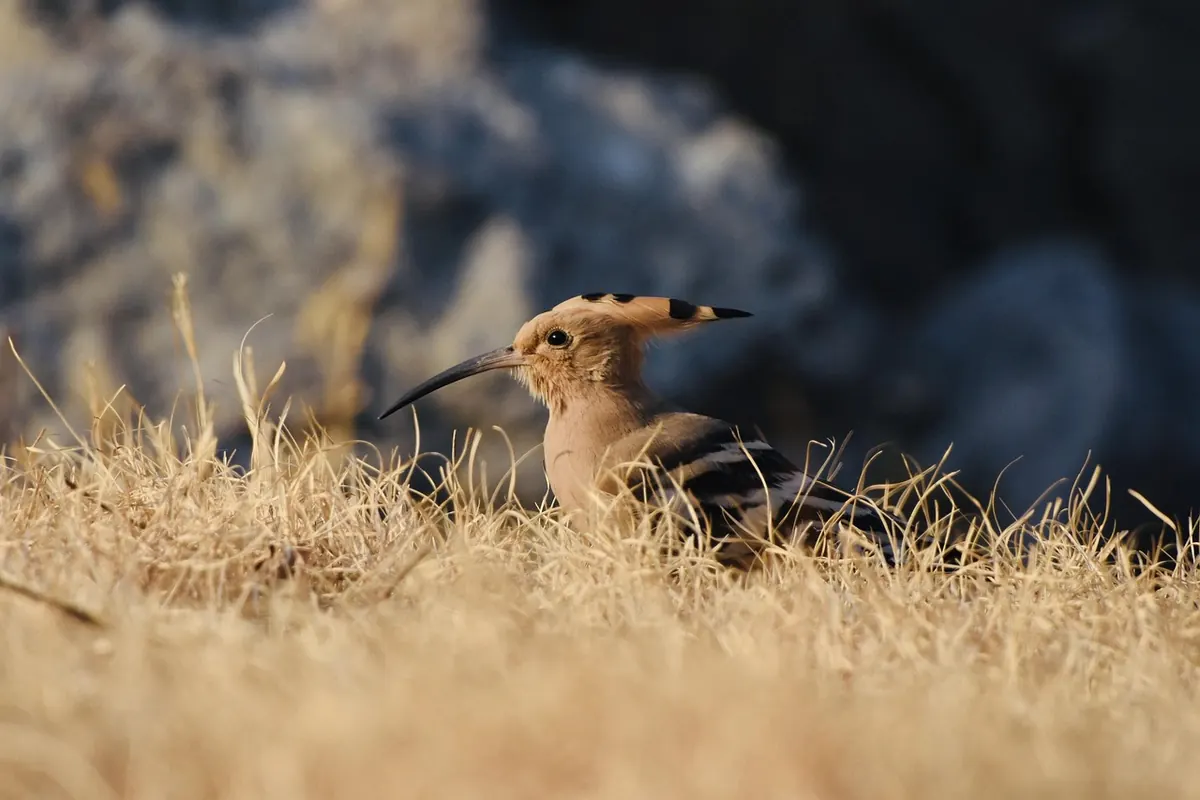The Science of Bird Colour: Pigments, Structure and Iridescence