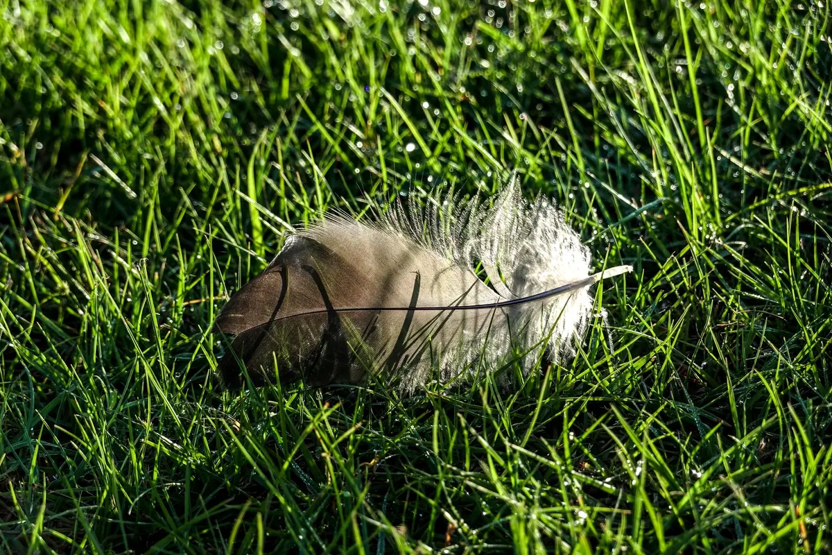 Why Do Birds Moult? A Plain-English Guide to Feather Renewal